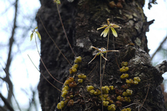 Bulbophyllum fimbriatum